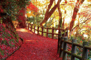 2025�b�V���̐�i�g�t�X�|�b�g ����30�I�̉摜18