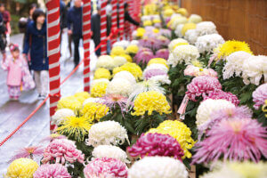 �����ɍs����V���C�x���g���b11/11(��)�`15(��)�̉摜5