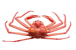 �n��̖��͂����ځI�V���́u���̉w�v30�I�@�g�t�V�[�Y���̂��ł����X�|�b�g�ɂ��������߂̉摜108