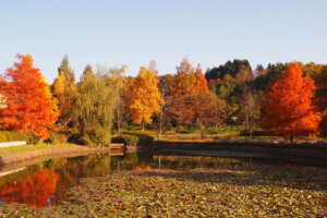 ���T���̐V���C�x���g���b10/12(�y)�`14(����j)�J�Ẩ摜7