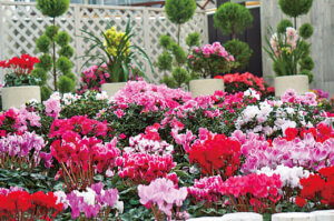 ɍsVCxgb1/6()`10()̉摜5