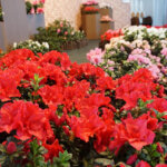 �����ɍs����V���C�x���g���b3/10(��)�`14(��)�̉摜8