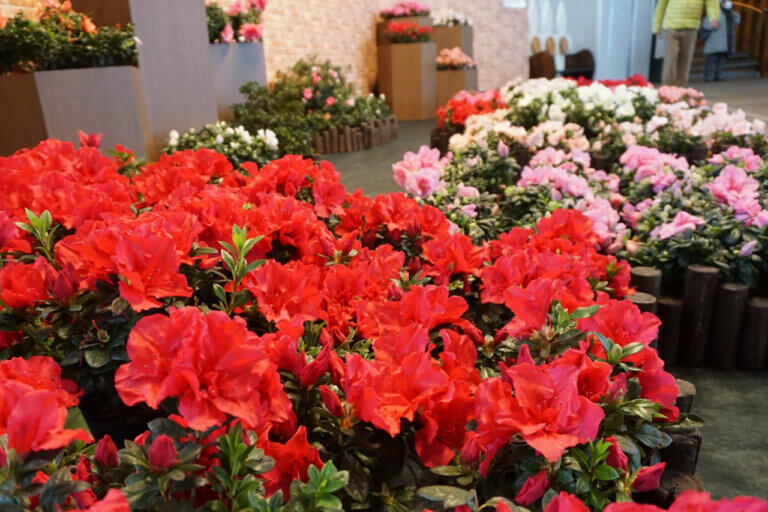 �����ɍs����V���C�x���g���b3/10(��)�`14(��)�̉摜8