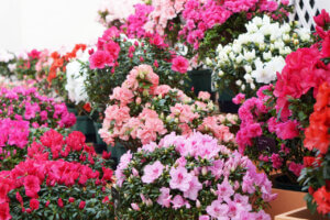 T̐VCxgb2/8(y)E9()JẨ摜4