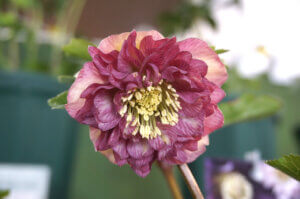 T̐VCxgb2/15(y)16()JẨ摜6