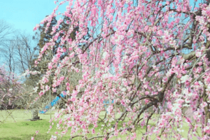 ���T���̐V���C�x���g���b3/29(�y)�30(��)�J�Ẩ摜9