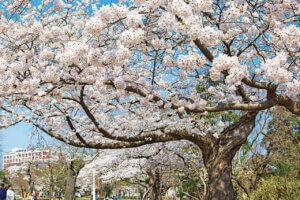 2025bV̂ԌEX|bg50I@Cxg̉摜42