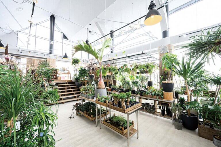 創業55年の生花・植物販売店「AOKI KAEN(アオキカエン)」が塩沢へ移転 希少種やハイセンスな雑貨も♪ 創業55年の生花・植物販売店「AOKI KAEN(アオキカエン)」が塩沢へ移転 希少種やハイセンスな雑貨も♪