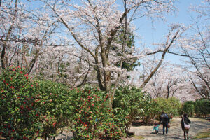 2025bV̂ԌEX|bg50I@Cxg̉摜29