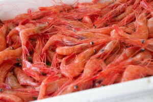 ���T���̐V���C�x���g���b3/22(�y)�E23(��)�J�Ẩ摜2