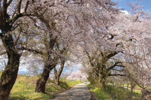 2025bV̂ԌEX|bg50I@Cxg̉摜32