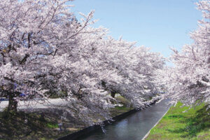 ���T���̐V���C�x���g���b3/29(�y)�30(��)�J�Ẩ摜8