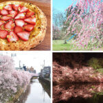 T̐VCxgb3/29(y)30()JẪC摜