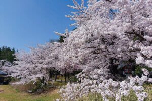 2025bVEzGA lC̍EԌX|bg ԁ 41Ỉ摜16