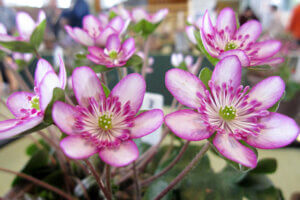 ɍsVCxgb3/24()`28()̉摜7