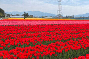 ���T���̐V���C�x���g���b4/19(�y)�E20(��)�J�Ẩ摜6