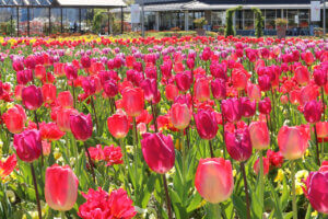 2025�b�V���̃`���[���b�v�� ����6�I�@�����E�C�x���g���̉摜3