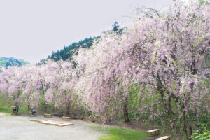 2025bVEzGA lC̍EԌX|bg ԁ 41Ỉ摜32