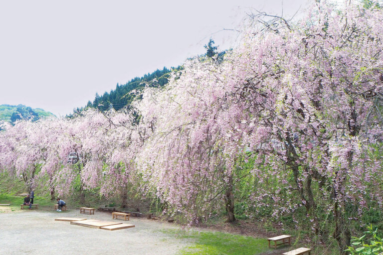 2025�b�V���E���z�G���A �l�C�̍��E���Ԍ��X�|�b�g ��ԁ����� 41�I�̉摜32