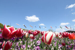 ���T���̐V���C�x���g���b4/19(�y)�E20(��)�J�Ẩ摜3