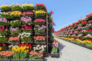 ���T���̐V���C�x���g���b4/19(�y)�E20(��)�J�Ẩ摜5