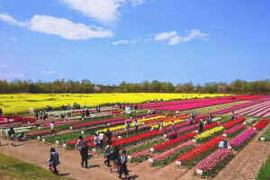 2025�b�V���̃`���[���b�v�� ����6�I�@�����E�C�x���g���̉摜7