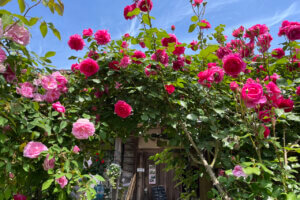 2025bṼo6I Cxg̉摜7