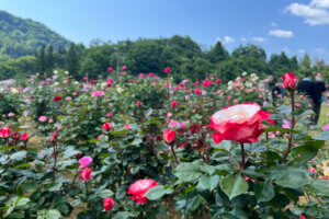 2025bṼo6I Cxg̉摜9