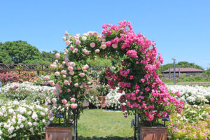 ���T���̐V���C�x���g���b5/24(�y)�E25(��)�J�Ẩ摜7