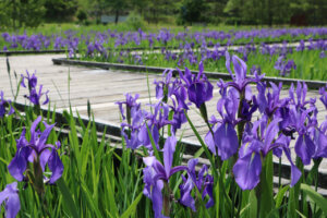 ���T���̐V���C�x���g���b�T/17(�y)�E18(��)�J�Ẩ摜10