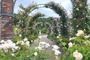 2025bṼo6I Cxg̉摜13