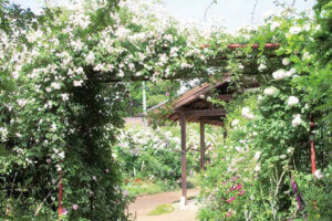 ���T���̐V���C�x���g���b�T/17(�y)�E18(��)�J�Ẩ摜3