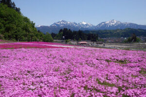 ���T���̐V���C�x���g���b�T/17(�y)�E18(��)�J�Ẩ摜8