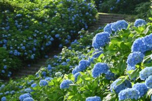 2025�b�V���̃A�W�T�C����8�I �������̉摜9