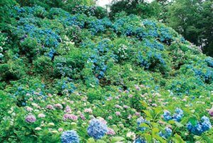 �����ɍs����V���C�x���g���b6/16(��)�`20(��)�̉摜8