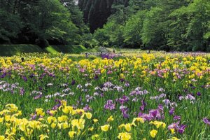 �����ɍs����V���C�x���g���b6/16(��)�`20(��)�̉摜6