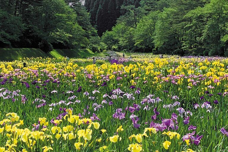 2025�b�V���̃A��������3�I�@�������̉摜3