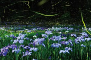 �����ɍs����V���C�x���g���b6/16(��)�`20(��)�̉摜10