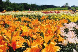 ���T���̐V���C�x���g���b6/28(�y)�E29(��)�J�Ẩ摜11