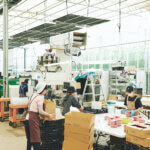 Komachi Presents �j�������Q��v���W�F�N�g�u���^�V�X�^�C���vvol.7 �G���J���b�W�t�@�[�~���O������Ђ̉摜4