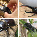 ���T���̐V���C�x���g���b7/19(�y)�`21(����j)�J�Ẩ摜9