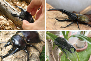 ���T���̐V���C�x���g���b7/26(�y)�E27(��)�J�Ẩ摜7