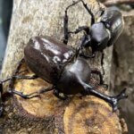 ���T���̐V���C�x���g���b7/19(�y)�`21(����j)�J�Ẩ摜14