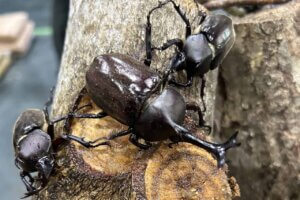 ~Ԃ̐VCxgb8/9(y)`17()JẨ摜30