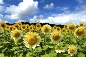 2025bV̂Ђ܂蔨 6I@ĂȂł͂̉Ԃ̐ỉ摜4