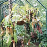 ���T���̐V���C�x���g���b8/2(�y)�E3(��)�J�Ẩ摜4