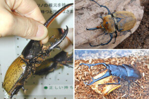 ~Ԃ̐VCxgb8/9(y)`17()JẨ摜22