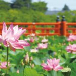 �����ɍs����V���C�x���g���b7/28(��)�`8/1(��)�̉摜14