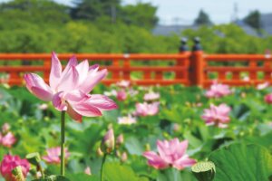 ~Ԃ̐VCxgb8/9(y)`17()JẨ摜43