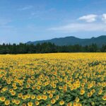 ���T���̐V���C�x���g���b8/23(�y)�E24(��)�J�Ẩ摜13